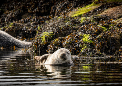 Seals