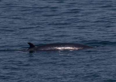 Minke Whale