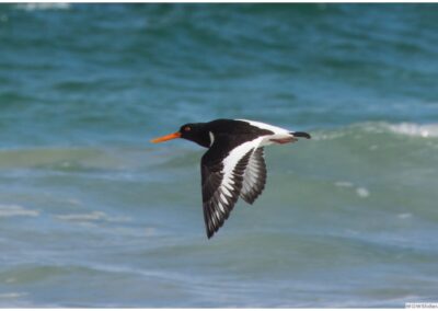 Oyster Catcher